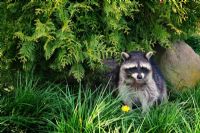 Rage du raton laveur : vigilance en Estrie